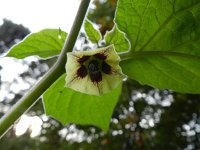 Physalis peruviana 6, Goudbes, Saxifraga-Rutger Barendse