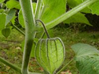 Physalis peruviana 7, Goudbes, Saxifraga-Rutger Barendse