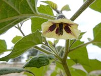 Physalis peruviana 9, Goudbes, Saxifraga-Ed Stikvoort