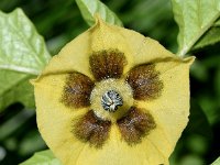 Physalis philadelphica