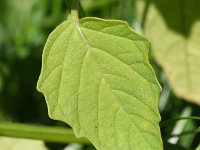 Physalis philadelphica 2, Saxifraga-Sonja Bouwman  981. Tomatillo - Physalis philadelphica - Solanaceae familie (zw)