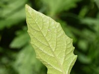 Physalis philadelphica 3, Saxifraga-Sonja Bouwman  981. Tomatillo - Physalis philadelphica - Solanaceae familie (zw)