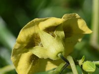 Physalis philadelphica 4, Saxifraga-Sonja Bouwman  981. Tomatillo - Physalis philadelphica - Solanaceae familie (zw)