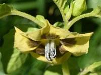 Physalis philadelphica 5, Saxifraga-Sonja Bouwman  981. Tomatillo - Physalis philadelphica - Solanaceae familie (zw)