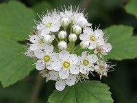 Physocarpus opulifolius 2, Blaasjesvrucht, Saxifraga-Rutger Barendse