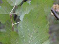 Physocarpus opulifolius 4, Blaasjesvrucht, Saxifraga-Rutger Barendse