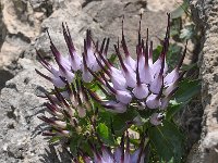 Physoplexis comosa 10, Saxifraga-Harry Jans