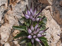 Physoplexis comosa 12, Saxifraga-Harry Jans