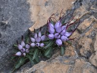 Physoplexis comosa 13, Saxifraga-Harry Jans