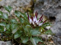 Physoplexis comosa 2, Saxifraga-Willem van Kruijsbergen