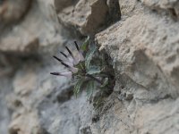 Physoplexis comosa 22, Saxifraga-Luuk Vermeer