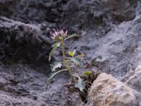 Physoplexis comosa 23, Saxifraga-Luuk Vermeer