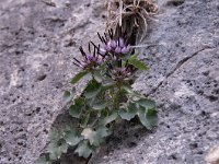 Physoplexis comosa 26, Saxifraga-Luuk Vermeer