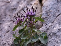 Physoplexis comosa 27, Saxifraga-Luuk Vermeer