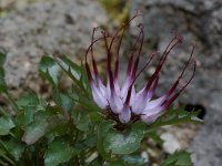 Physoplexis comosa 4, Saxifraga-Willem van Kruijsbergen