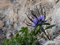 Physoplexis comosa 6, Saxifraga-Luuk Vermeer