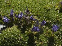 Phyteuma globulariifolium ssp pedemontanum 4, Saxifraga-Willem van Kruijsbergen