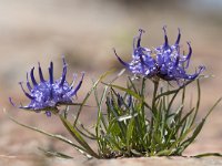 Phyteuma hedraianthifolium