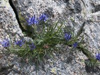 Phyteuma hedraianthifolium 2, Saxifraga-Luuk Vermeer