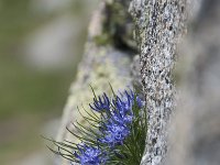 Phyteuma hedraianthifolium 3, Saxifraga-Luuk Vermeer