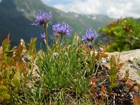 Phyteuma hemisphaericum 10, Saxifraga-Ed Stikvoort