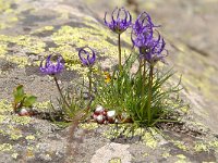 Phyteuma hemisphaericum 23, Saxifraga-Luuk Vermeer