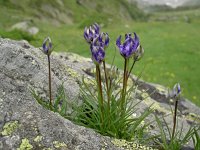 Phyteuma hemisphaericum 25, Saxifraga-Luuk Vermeer