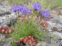 Phyteuma hemisphaericum 26, Saxifraga-Luuk Vermeer