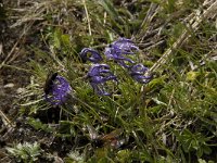 Phyteuma hemisphaericum 6, Saxifraga-Willem van Kruijsbergen