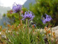 Phyteuma hemisphaericum 8, Saxifraga-Ed Stikvoort