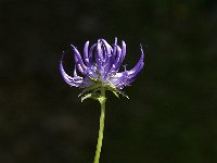 Phyteuma orbiculare 11, Saxifraga-Jan van der Straaten