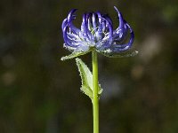 Phyteuma orbiculare 2, Saxifraga-Jan van der Straaten