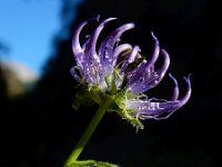 Phyteuma orbiculare 23, Saxifraga-Ed Stikvoort