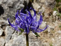 Phyteuma orbiculare 32, Saxifraga-Ed Stikvoort