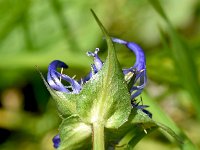 Phyteuma orbiculare 34, Saxifraga-Sonja Bouwman  Round-headed rampion - Phyteuma orbiculare - Campanulaceae familie