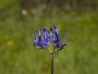 Phyteuma orbiculare 4, Saxifraga-Jan van der Straaten