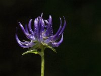 Phyteuma orbiculare 9, Saxifraga-Jan van der Straaten