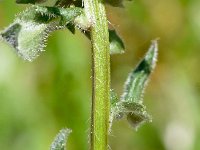 Phyteuma sieberi 5, Saxifraga-Sonja Bouwman  Phyteuma sieberi - Campanulaceae familie