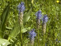 Phyteuma spicatum, Spiked Rampion