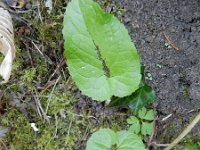 Phyteuma spicatum ssp nigrum 47, Zwartblauwe rapunzel, Saxifraga-Rutger Barendse