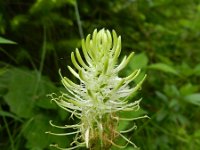 Phyteuma spicatum ssp spicatum 10, Witte rapunzel, Saxifraga-Rutger Barendse