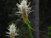 Phyteuma spicatum ssp spicatum 12, Witte rapunzel, Saxifraga-Ed Stikvoort