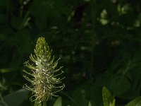 Phyteuma spicatum ssp spicatum 20, Witte rapunzel, Saxifraga-Jan van der Straaten