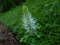 Phyteuma spicatum ssp spicatum 24, Witte rapunzel, Saxifraga-Peter Meininger