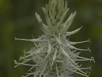 Phyteuma spicatum ssp spicatum 5, Witte rapunzel, Saxifraga-Willem van Kruijsbergen