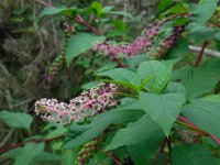 Phytolacca americana 11, Westerse karmozijnbes, Saxifraga-Ed Stikvoort