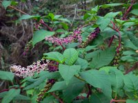 Phytolacca americana 12, Westerse karmozijnbes, Saxifraga-Ed Stikvoort