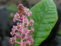 Phytolacca americana 16, Westerse karmozijnbes, Saxifraga-Ed Stikvoort