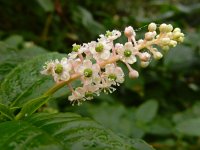 Phytolacca americana 21, Westerse karmozijnbes, Saxifraga-Ed Stikvoort