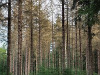 Picea abies 17, Fijnspar, Saxifraga-Hans Dekker